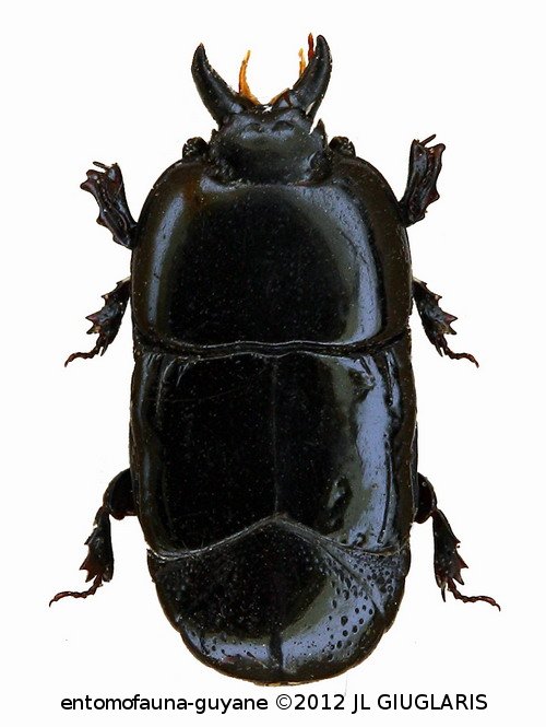 Hololepta sp5