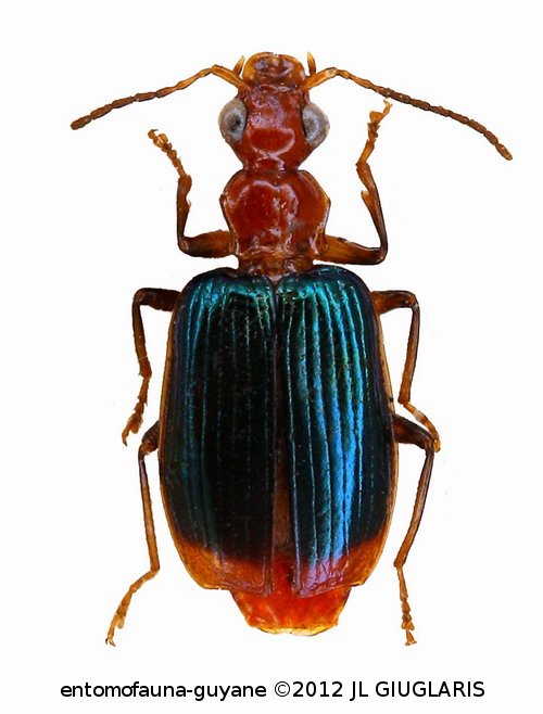 Onota angulicollis cf  (Reiche, 1842)