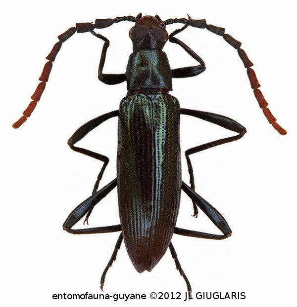 Otocerus sp2