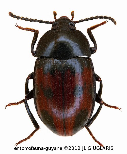 Platydema sp1