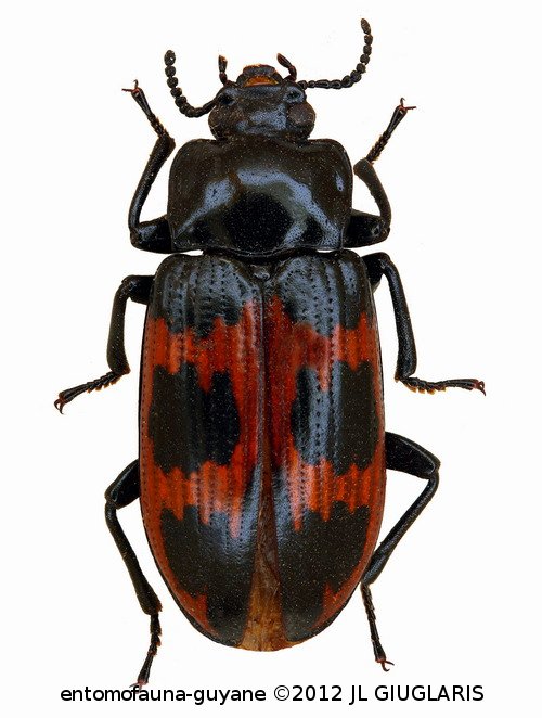 Tenebrionidae Gen sp3