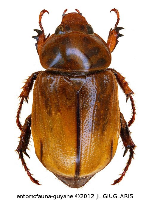 Cyclocephala kahanoffae  Martinez, 1975