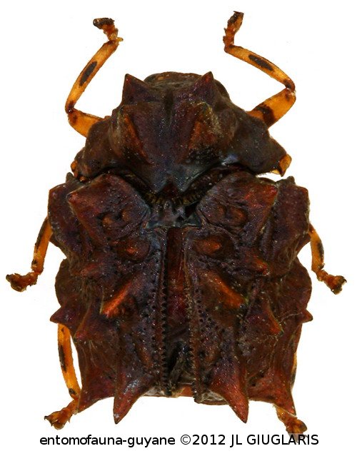 Chlamisus sp5