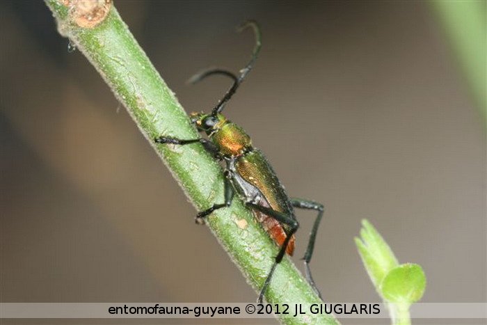 Chrysoprasis sp