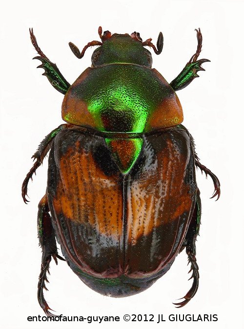 Exanticheira rigouti   Soula, 1998