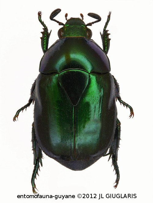 Paradorysthetus coerulescens  (Blanchard, 1850)