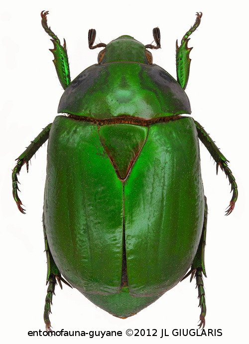 Ptenomela psittacina (Burmeister.1844)