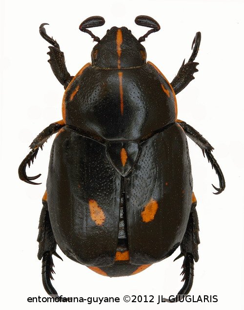 Rutela lineola  (Linnaeus, 1758)