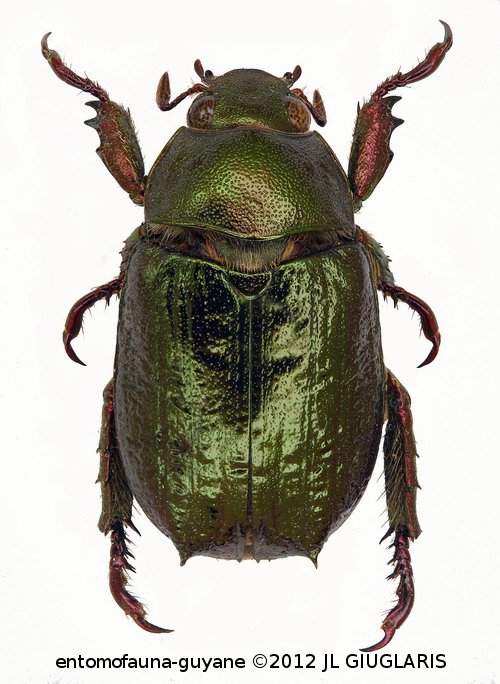 Hoplopelidnota metallica  Laporte, 1840