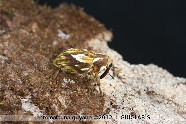 Cratosomus giuglarisi