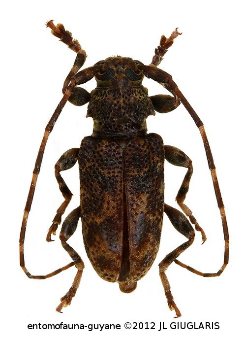 Punctozotroctes hovorei  Tavakilian & Neouze, 2007
