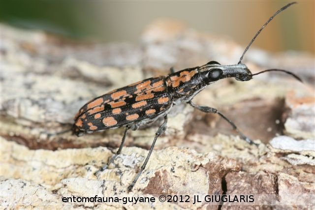 Tribotropis pustulata