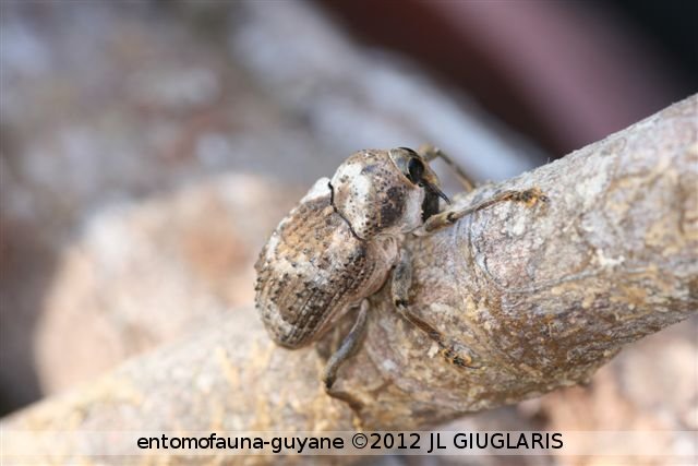 Cratosomus sp