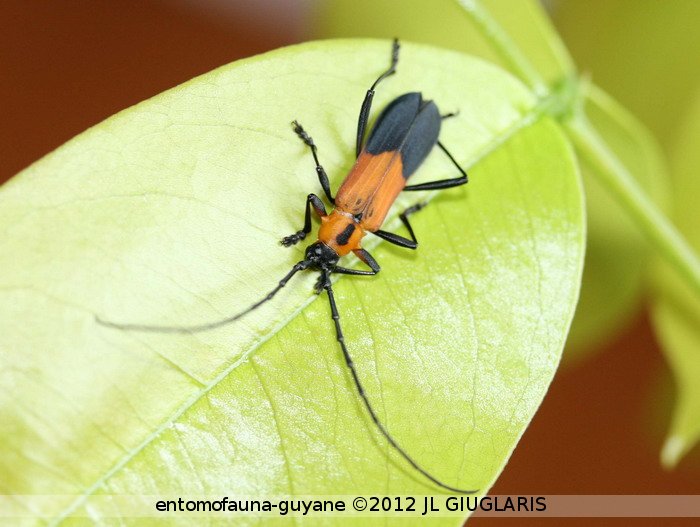 Nothoprodontia boliviana