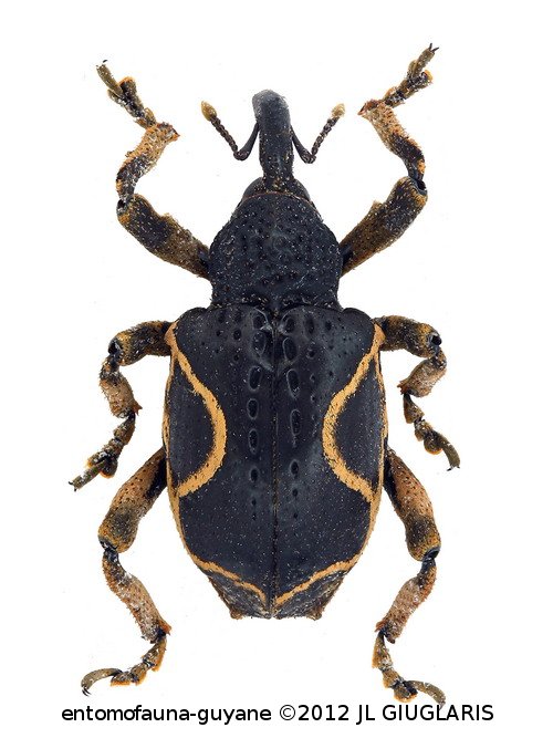 Elytrocoptus lirinus Chevrolat, 1882 