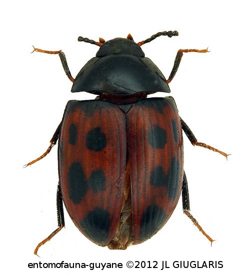 Platydema quindecimmaculata  Chevrolat, 1878