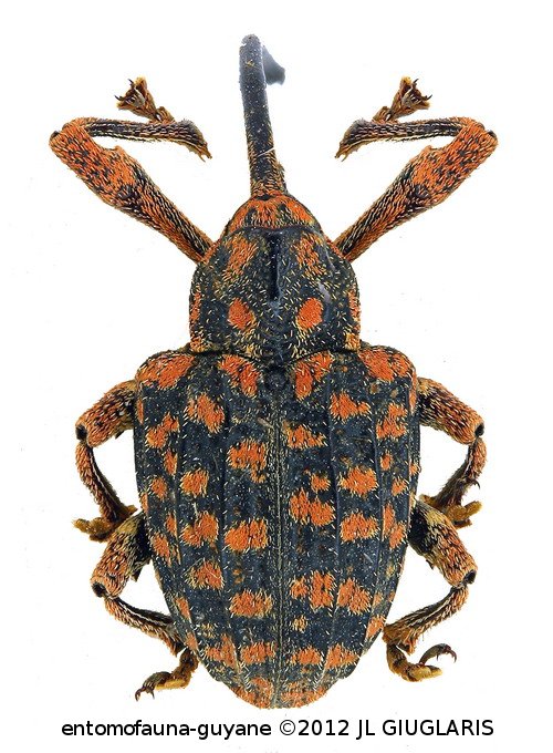 Conotrachelus gigas Fiedler, 1940