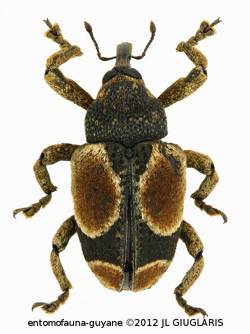 Cylindrothecus orbifer Fiedler, 1944