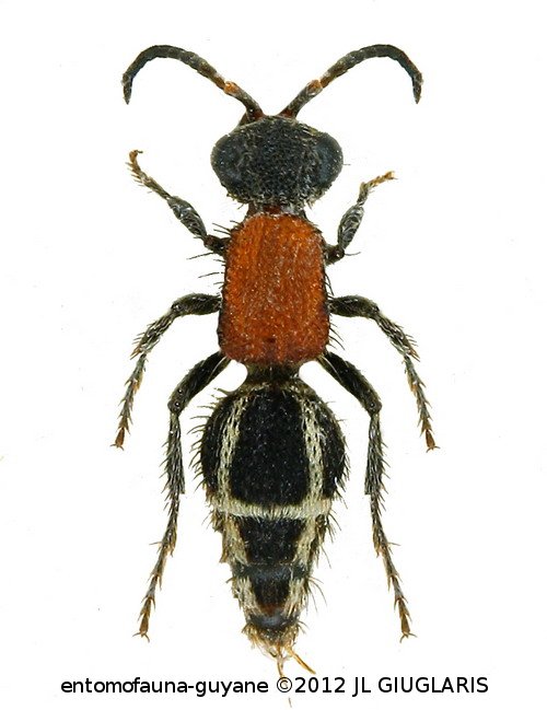 Mutillidae Gen sp7