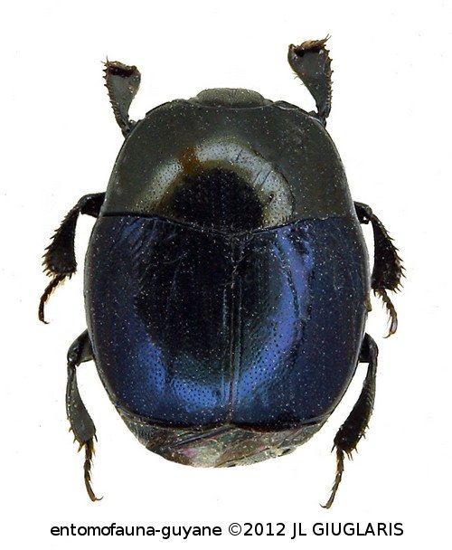 Euspilotus (Hesperosaprinus) azureus (Sahlberg, 1823)