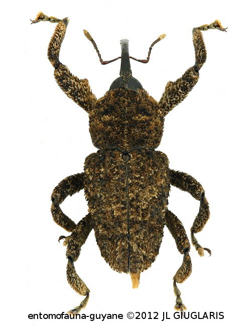Siron retrospinosus Fiedler, 1950
