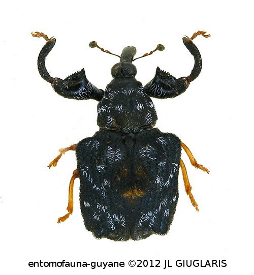 Curculionidae Gen sp86