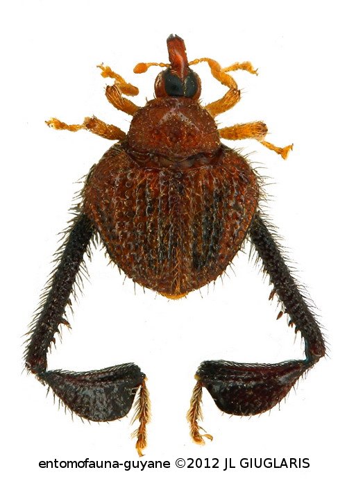 Tachygonidius sp2