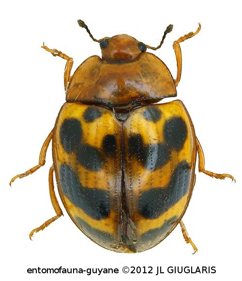 Iphiclus (Habrodactylus) kourouensis  (Lacordaire, 1842) 