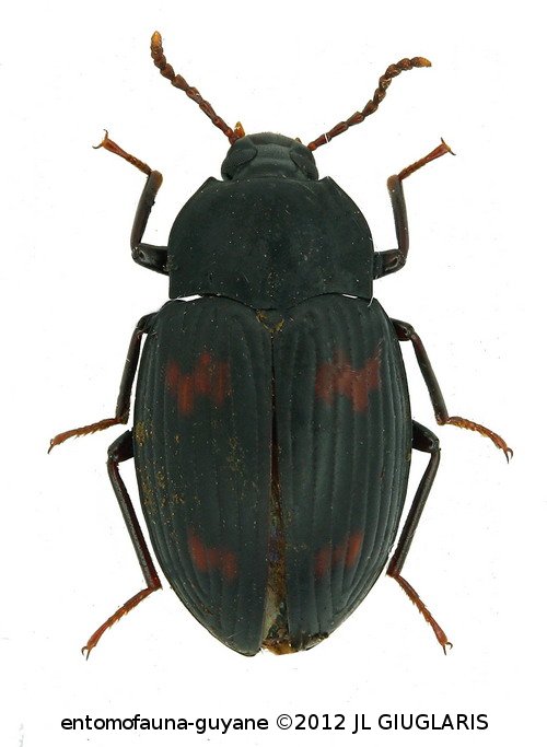 Platydema sp5