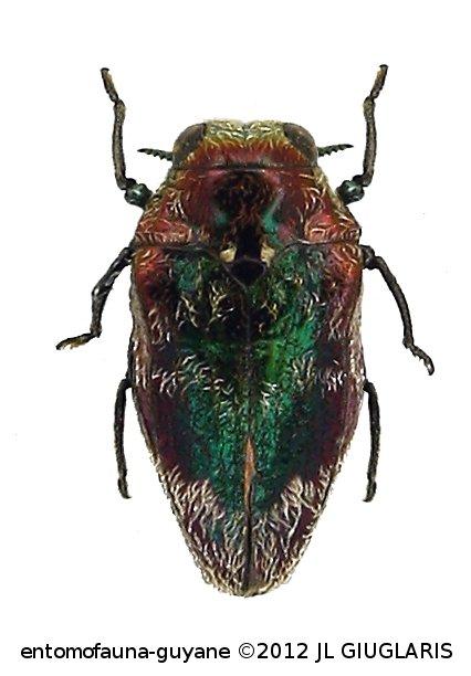 Brachys sp8