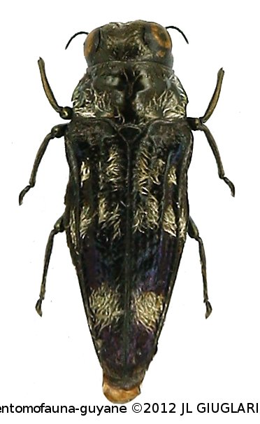 Taphrocerus sp3