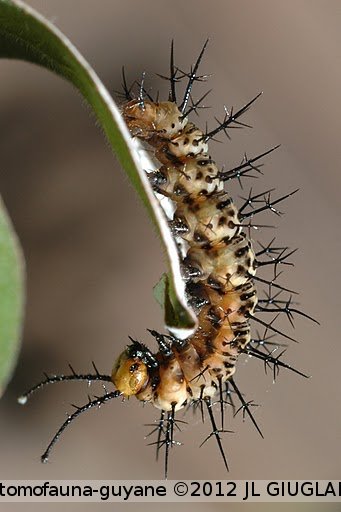 Tigridia acesta