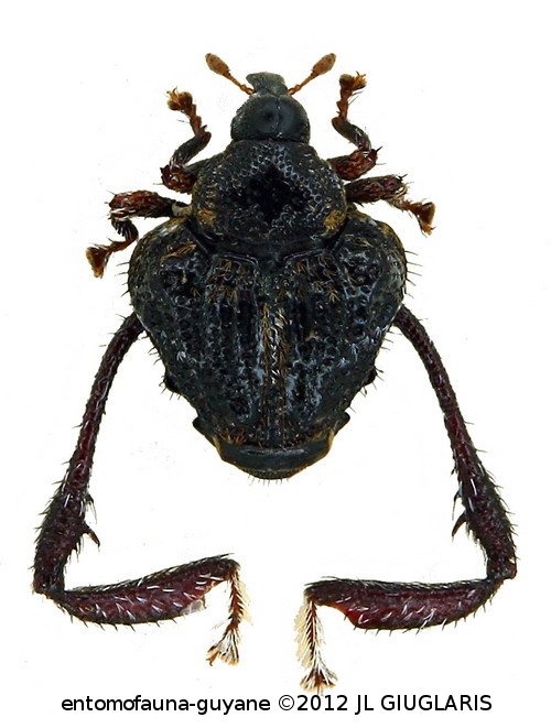 Tachygonidius sp3