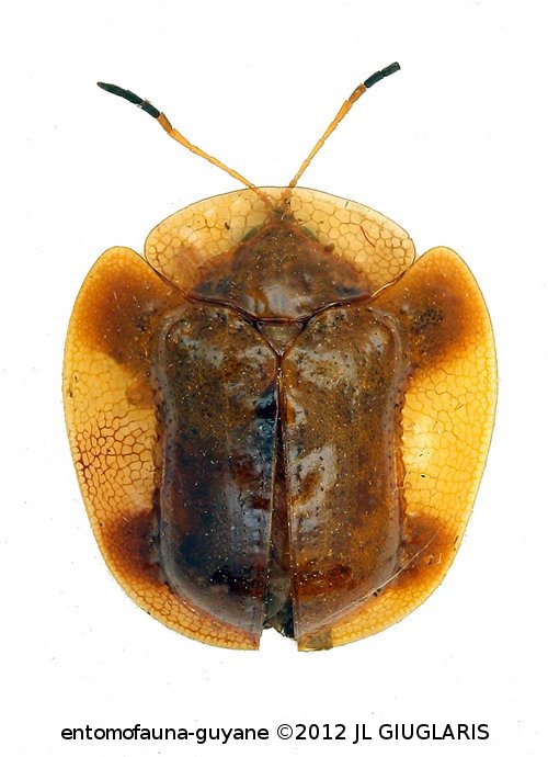 Microctenochira semilunaris cf.  (Boheman, 1862)