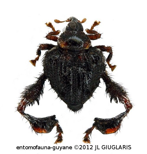 Tachygonidius sp4