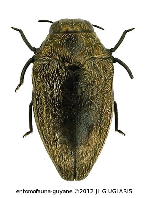 Brachys sp16