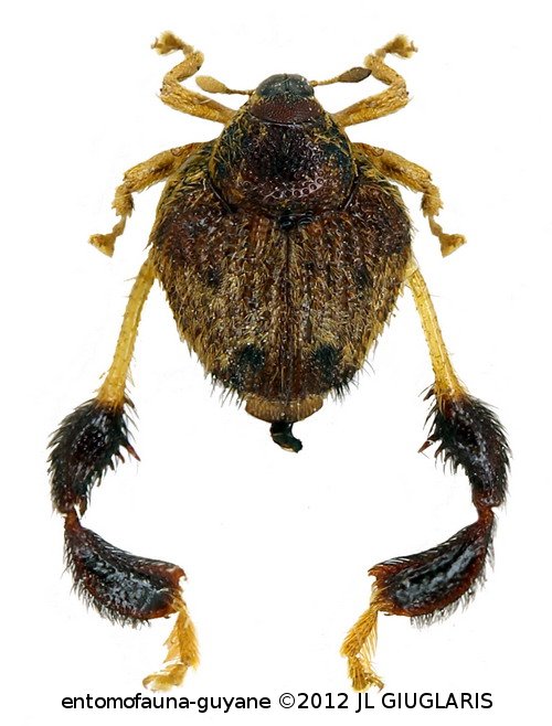 Tachygonidius sp5