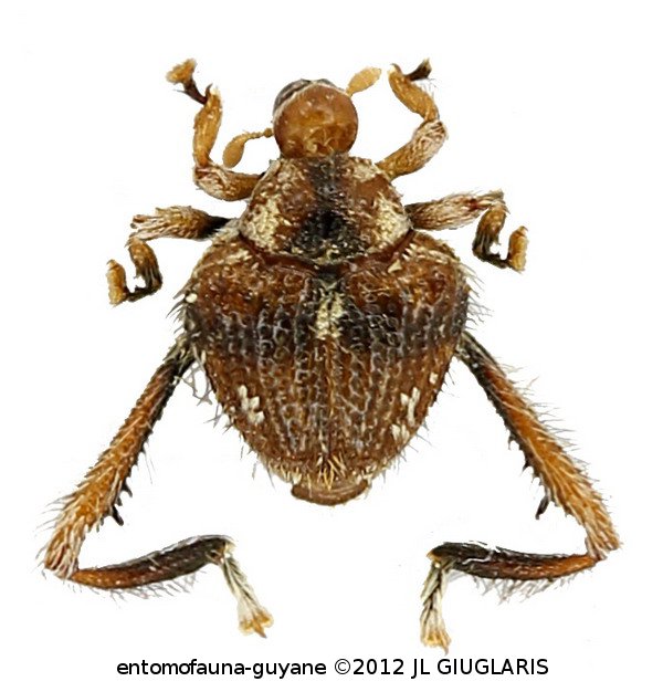 Tachygonidius sp7