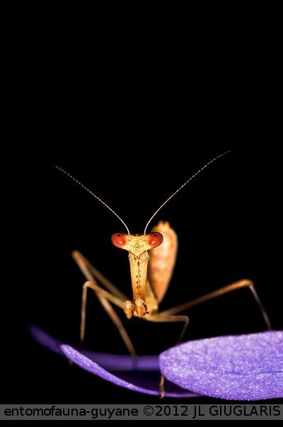 Mantidae Gen sp