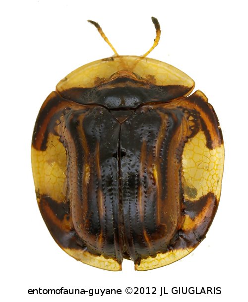 Charidotis vitreata (Perty, 1832)