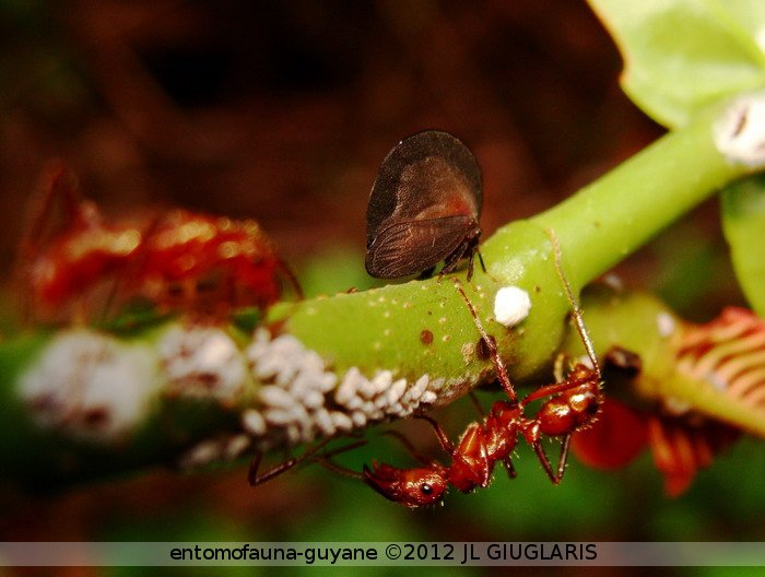 Membracidae Gen sp.