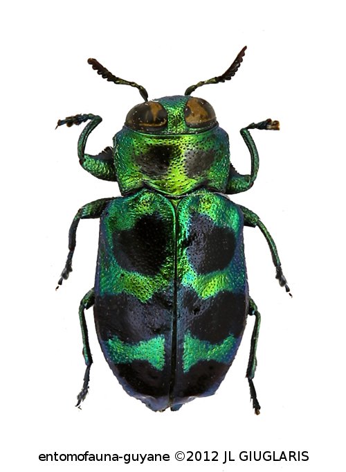 Chrysobothris sp9