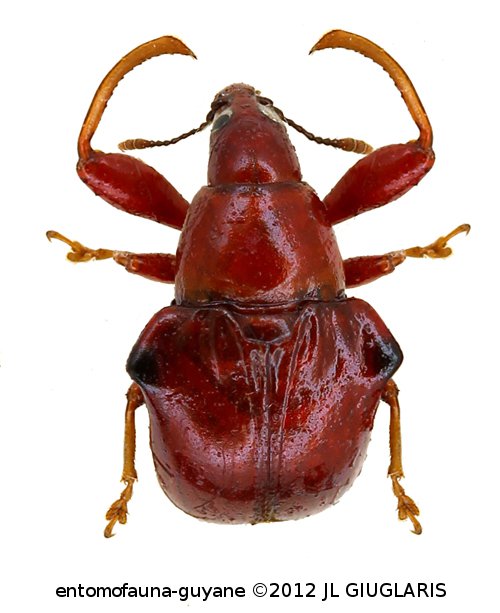 Omolabus innotatus Voss, 1928