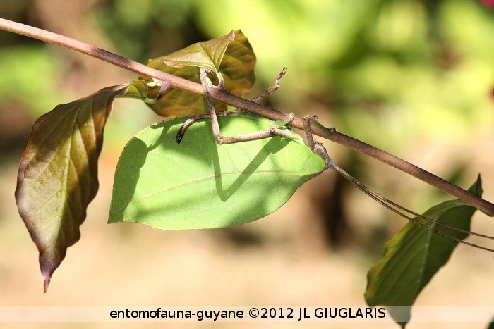 Cycloptera aurantifolia