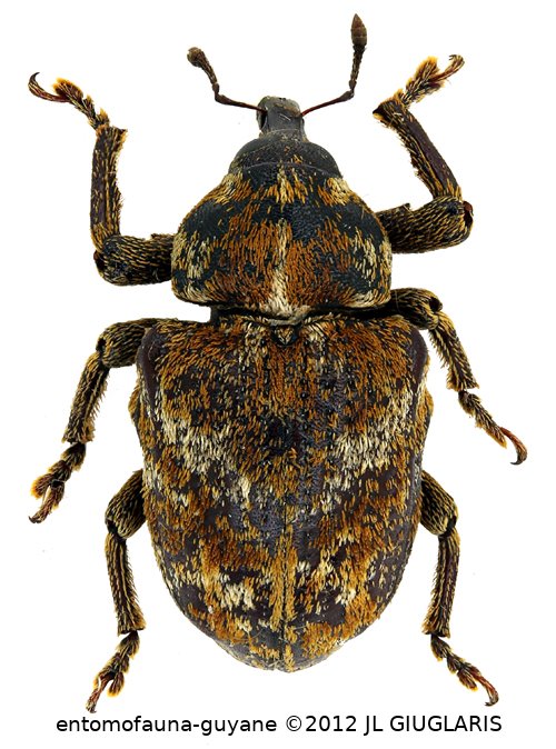 Curculionidae Gen sp107