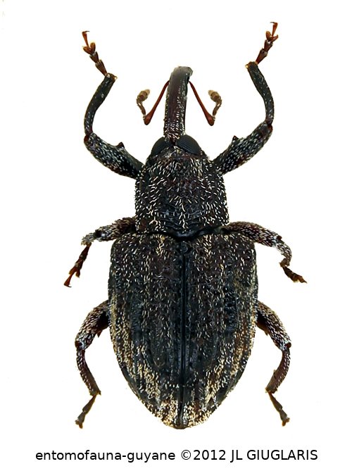Curculionidae Gen sp108