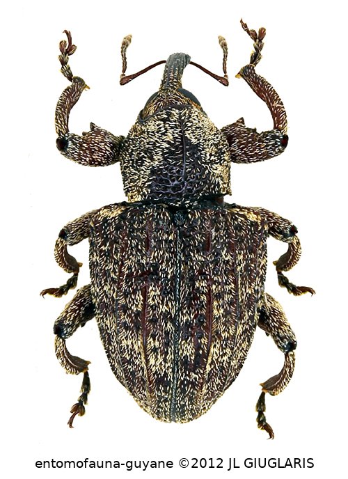 Curculionidae Gen sp114