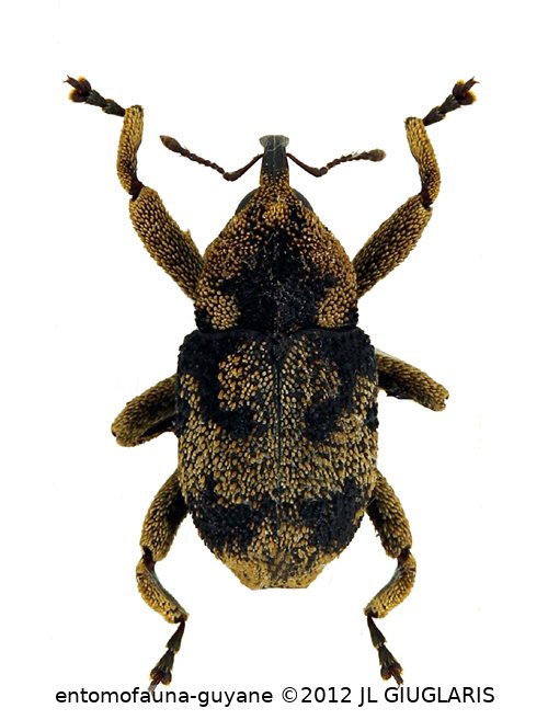 Curculionidae Gen sp120