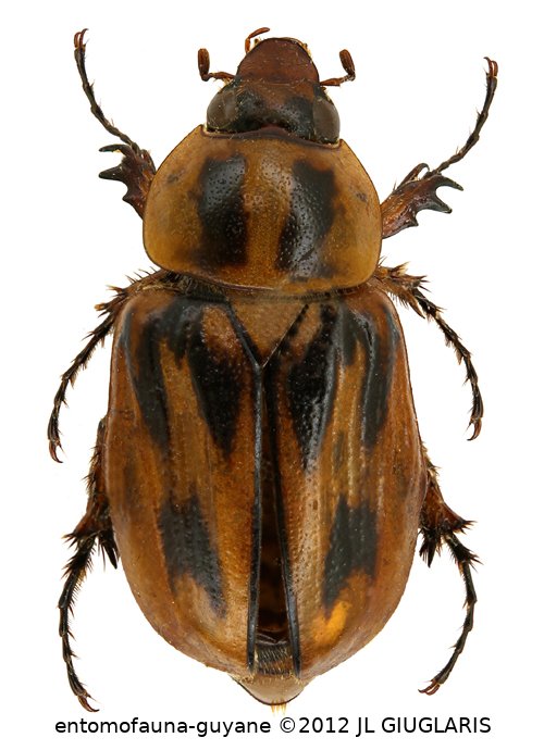 Cyclocephala durantonorum Dechambre, 1999