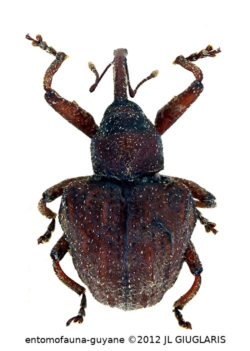 Curculionidae Gen sp122